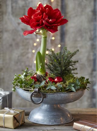 Amaryllis in vintage inspired festive display