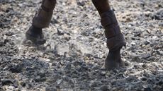 horse-legs-alamy-DA2NHJ.jpg