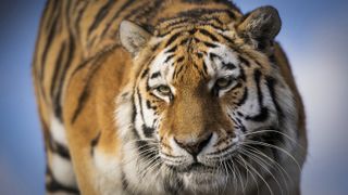 10 tips to shoot safari-style photos at a zoo or wildlife park