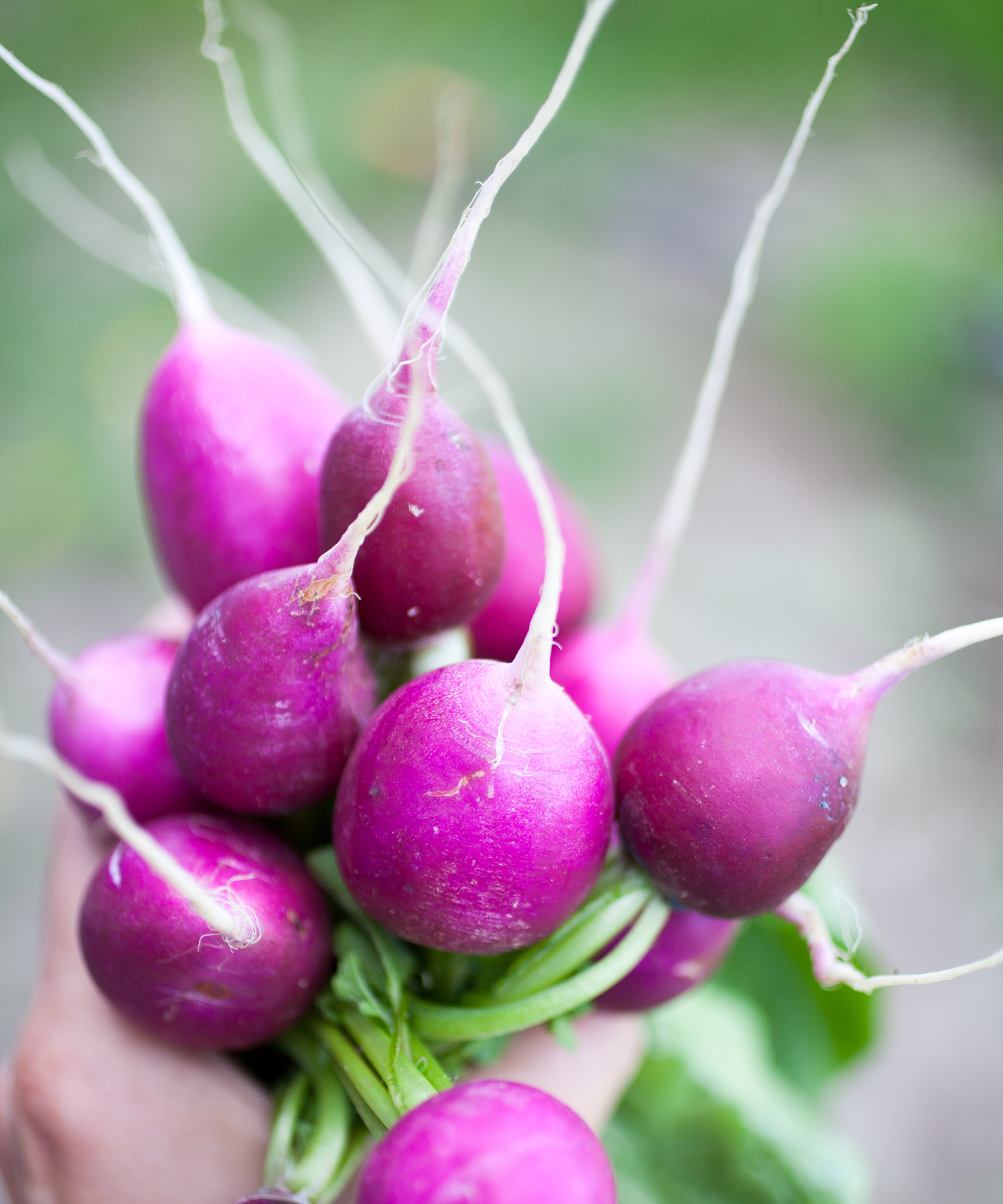 Fresh bunch of harvested radish