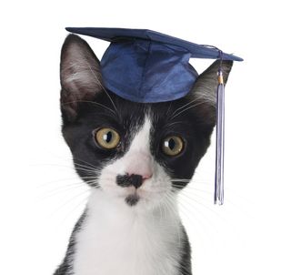 Smart cat in graduation cap