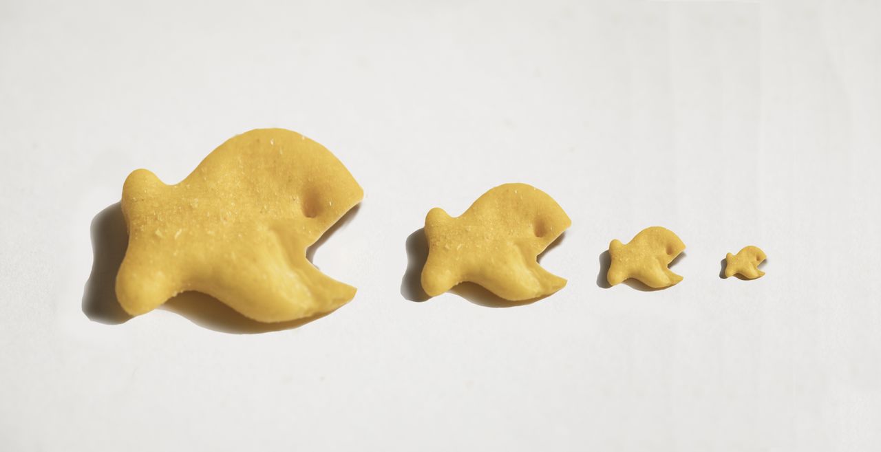 Goldfish crackers with open mouths eating each other in a food chain