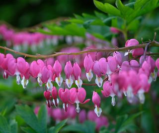 Dicentra, also known as bleeding hearts