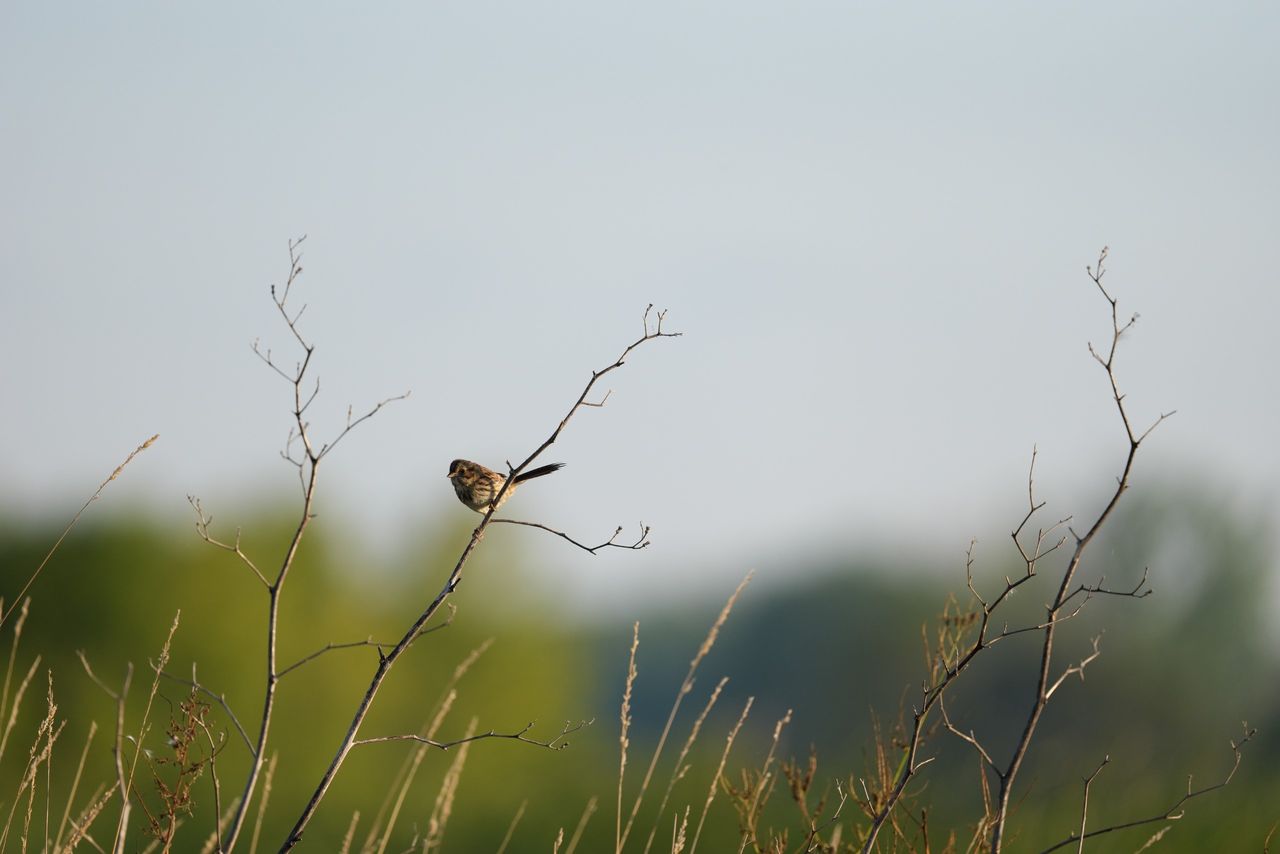 Image samples from the Sony 400mm f/4.5 GM OSS and the Sony A7 V