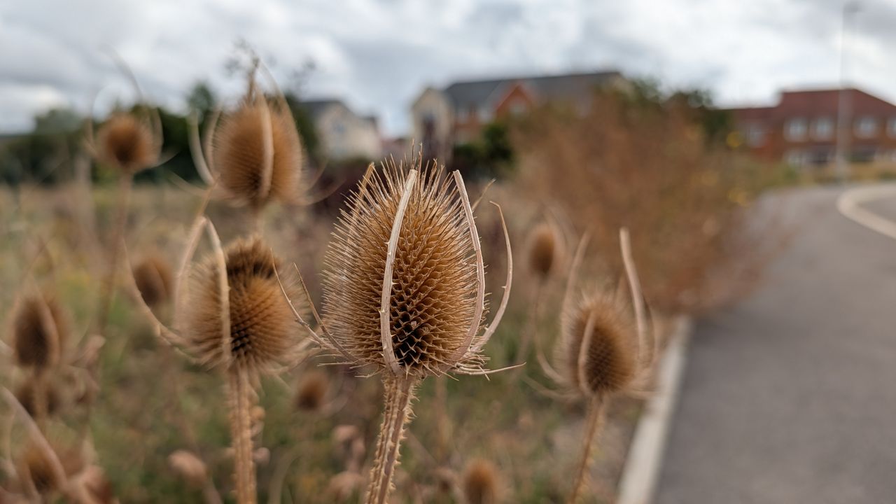 Google Pixel 10 Pro XL review &ndash;&nbsp;camera images