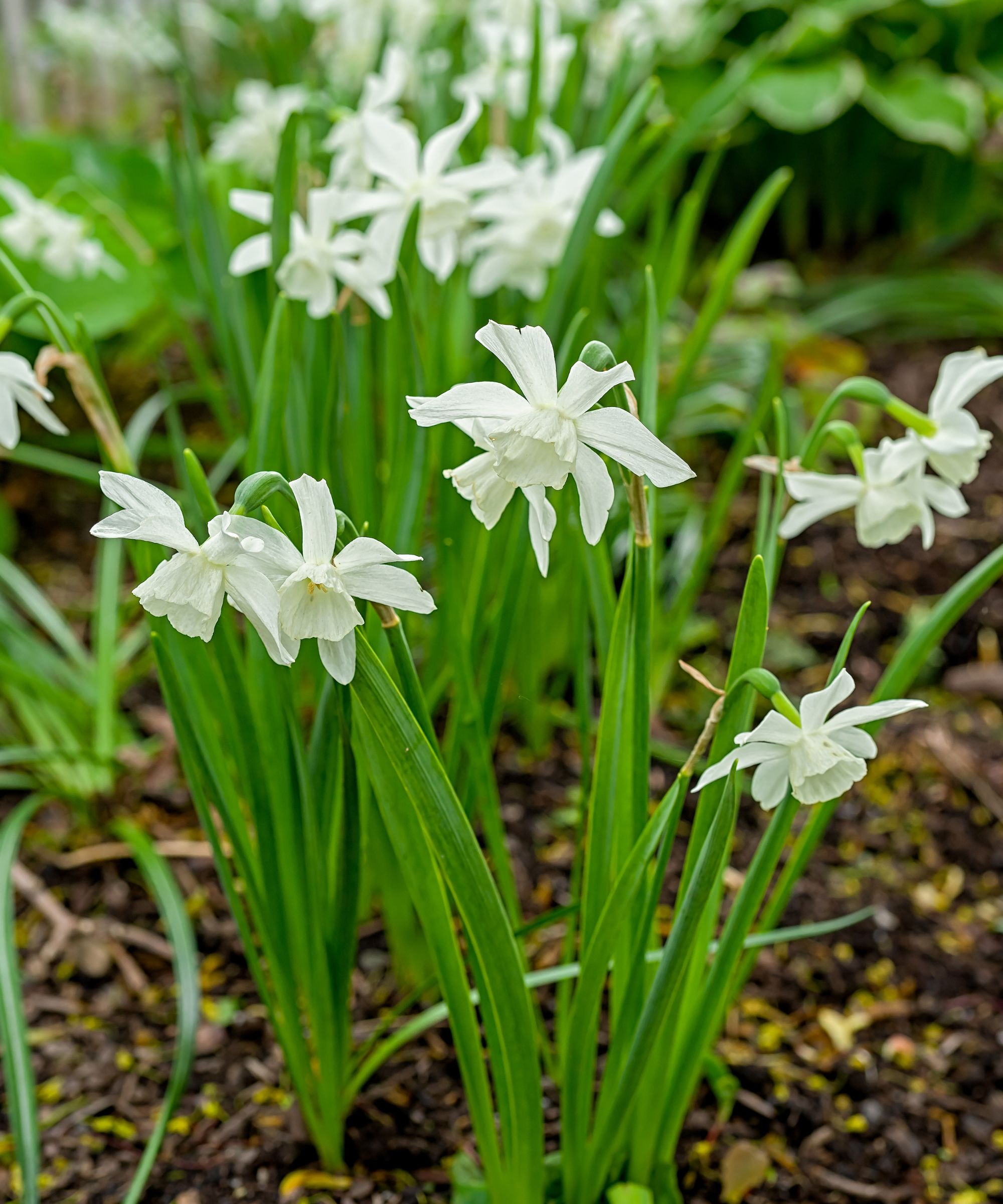 Clumps of Thalia daffodils blooming in the home garden.