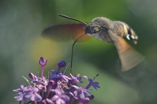 ringing the Mediterranean into your Garden: how to capture the natural beauty of the garrigue