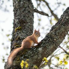 A red squirrel (Sciurus vulgaris) on a tree.