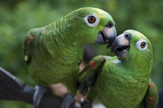 Two green parrots side by side on a pole in the Amazon rainforest