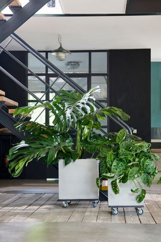 monstera plants in a pot in a modern architectural home