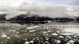 Chilly waters make life slow for antarctic octopi.