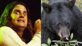 Black Sabbath/Black Bear