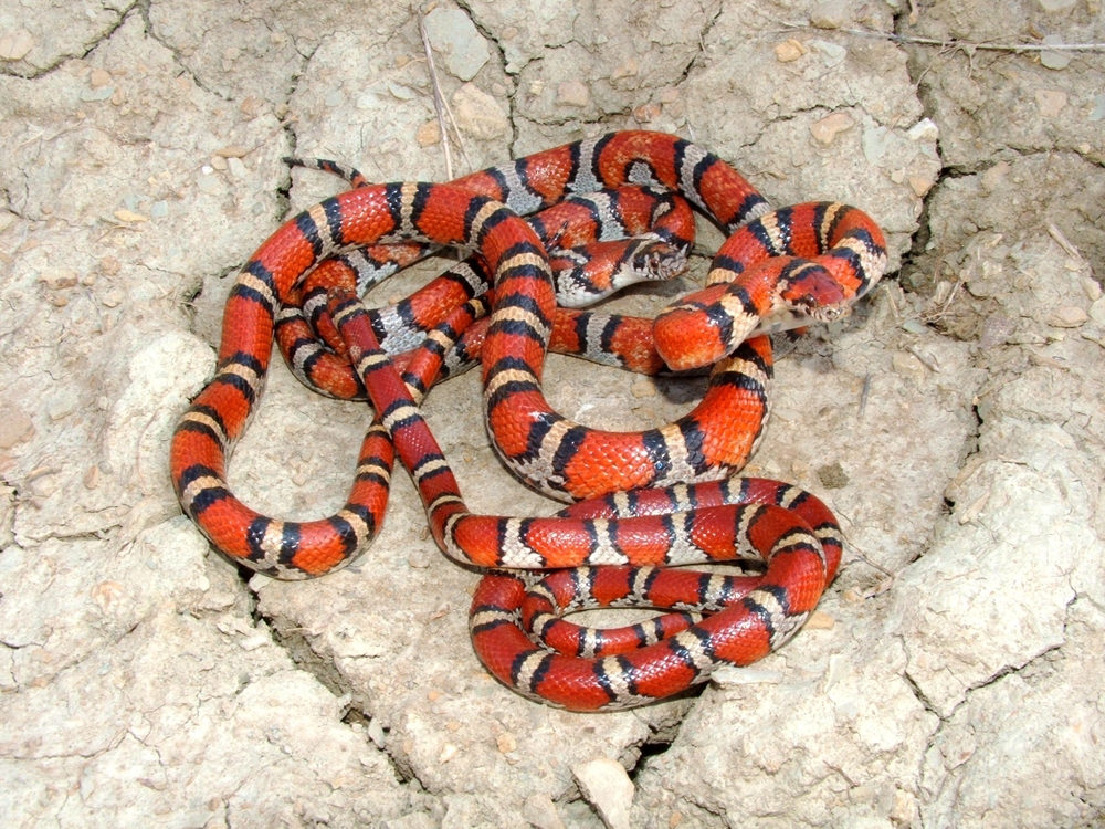 yellow snake with black stripes in nm