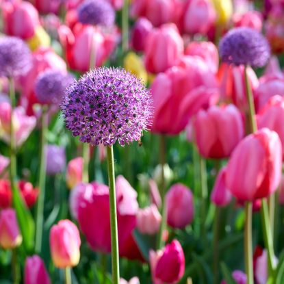 spring bulb display of pink tulips and purple alliums