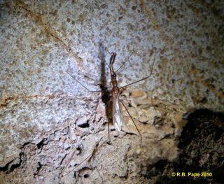 An adult male labyrinth bug in Arizona's Kartchner Caverns State Park.