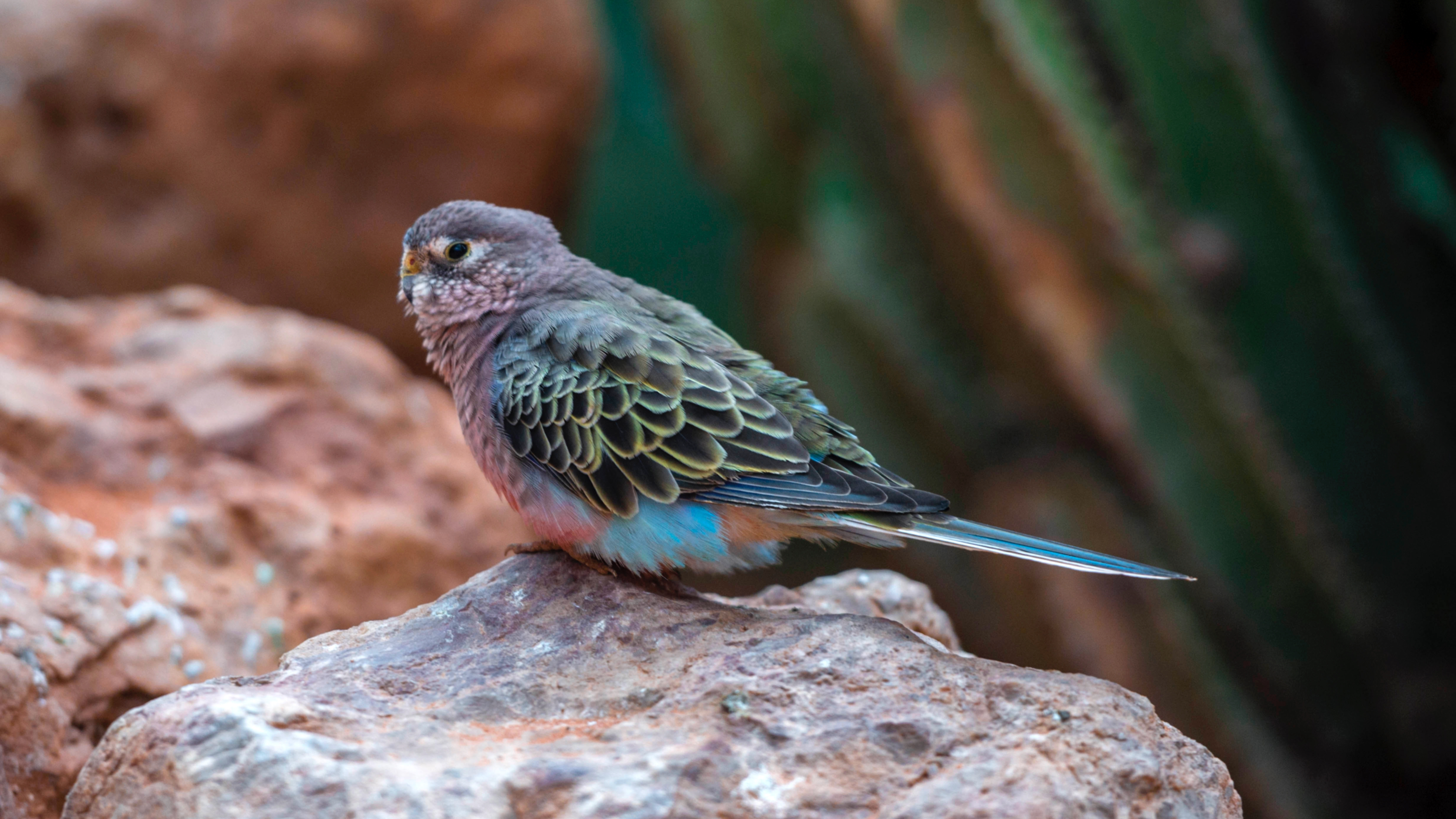 Bourke's Parakeet