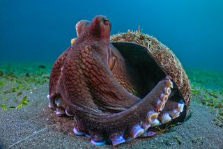 An octopus ready to disguise itself.