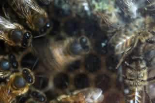 A honeybee in the hive, shaking her bum. 