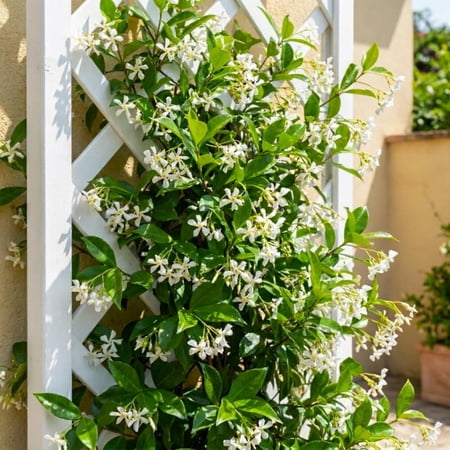 Star Jasmine Plant Live, 3 - 5 Inc Tall, Star Jasmine Live Plant, Fragrant Bloom, Fast Growing Climbing Vine for Trellis, Outdoor Garden