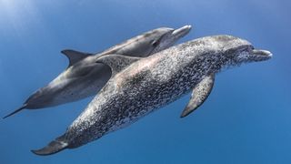 Two spotted dolphins swimming in the water