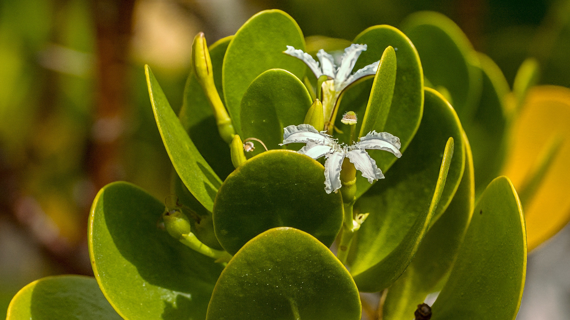 Inkberry holly