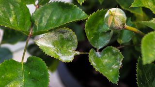 Powdery mildew on rose foliage