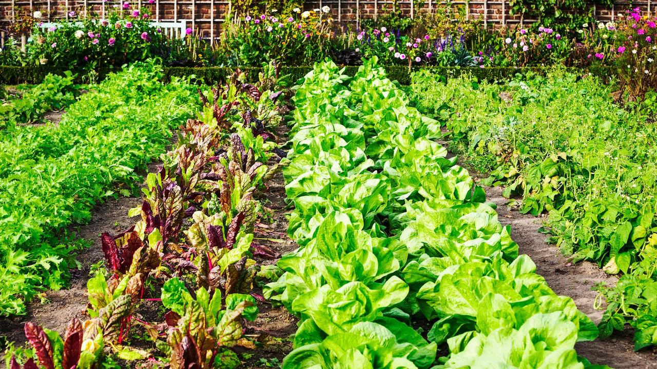 Vegetables growing in a backyard kitchen garden