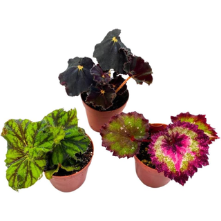 BubbleBlooms Begonia Rex Assortment