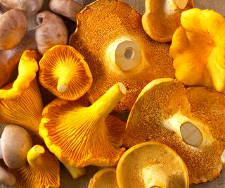mushrooms girolle cantharellus cibarius and pied de mouton at harvest