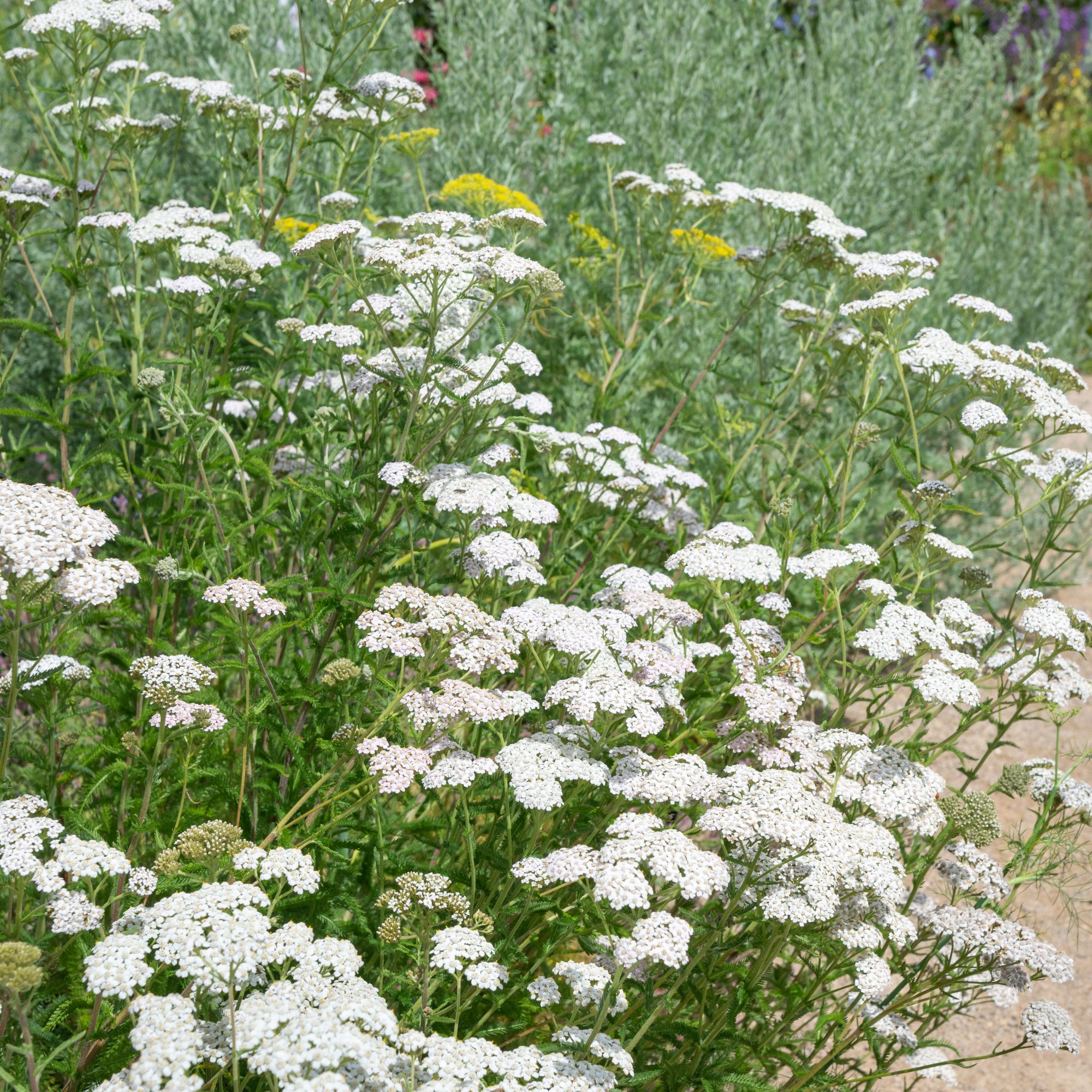 Flower bed with Achillea