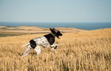 An English Pointer dog doing what it does best: charging at full tilt through a field.