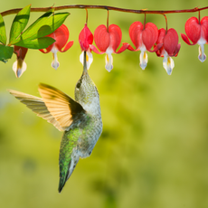 This is a photograph of a female hummingbird visiting bleeding heart flowers in a stop-and-fuel garden
