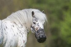 fat-pony-Alamy-MYB1DF_402283621_724316202.jpg