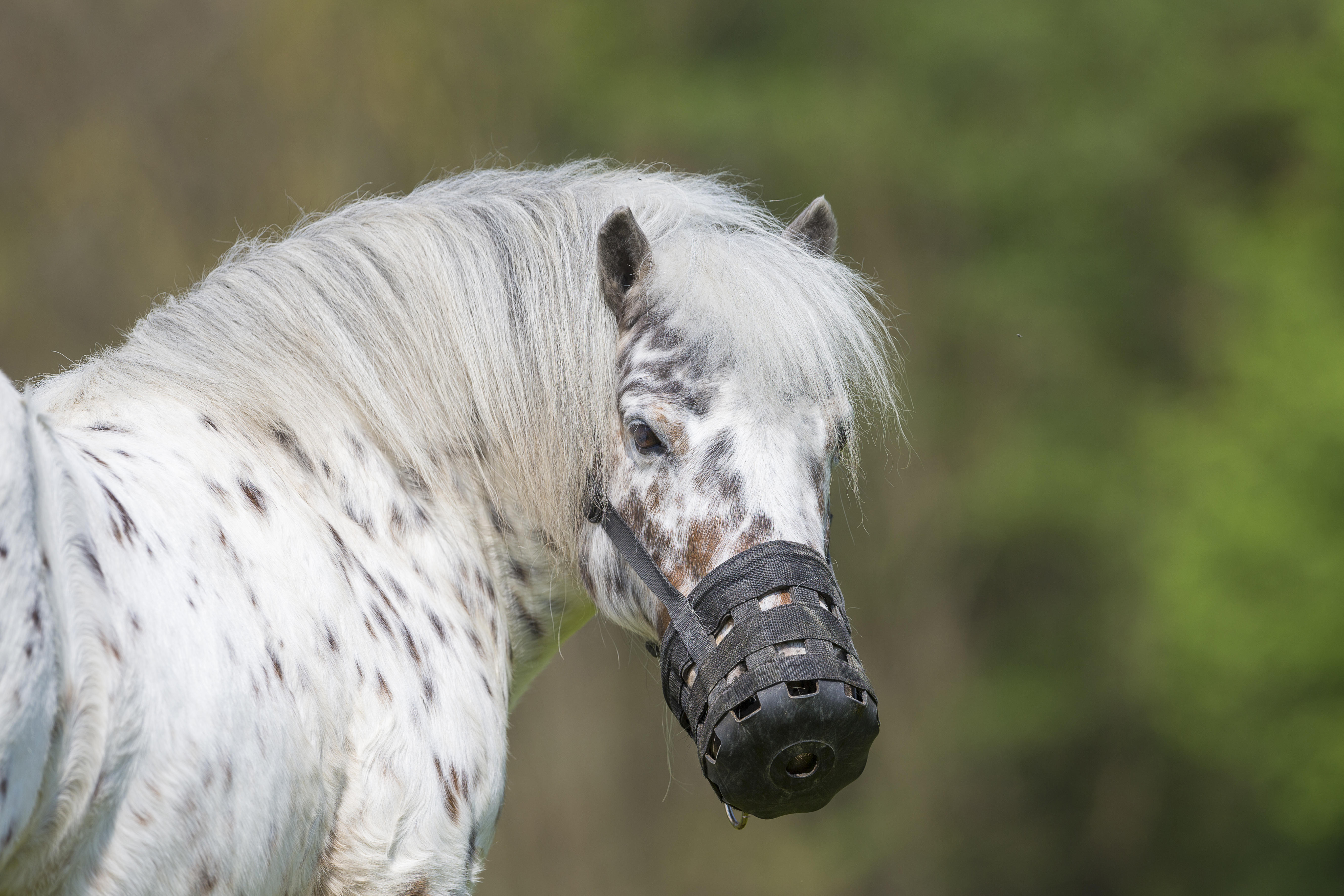 fat-pony-Alamy-MYB1DF_402283621_724316202.jpg