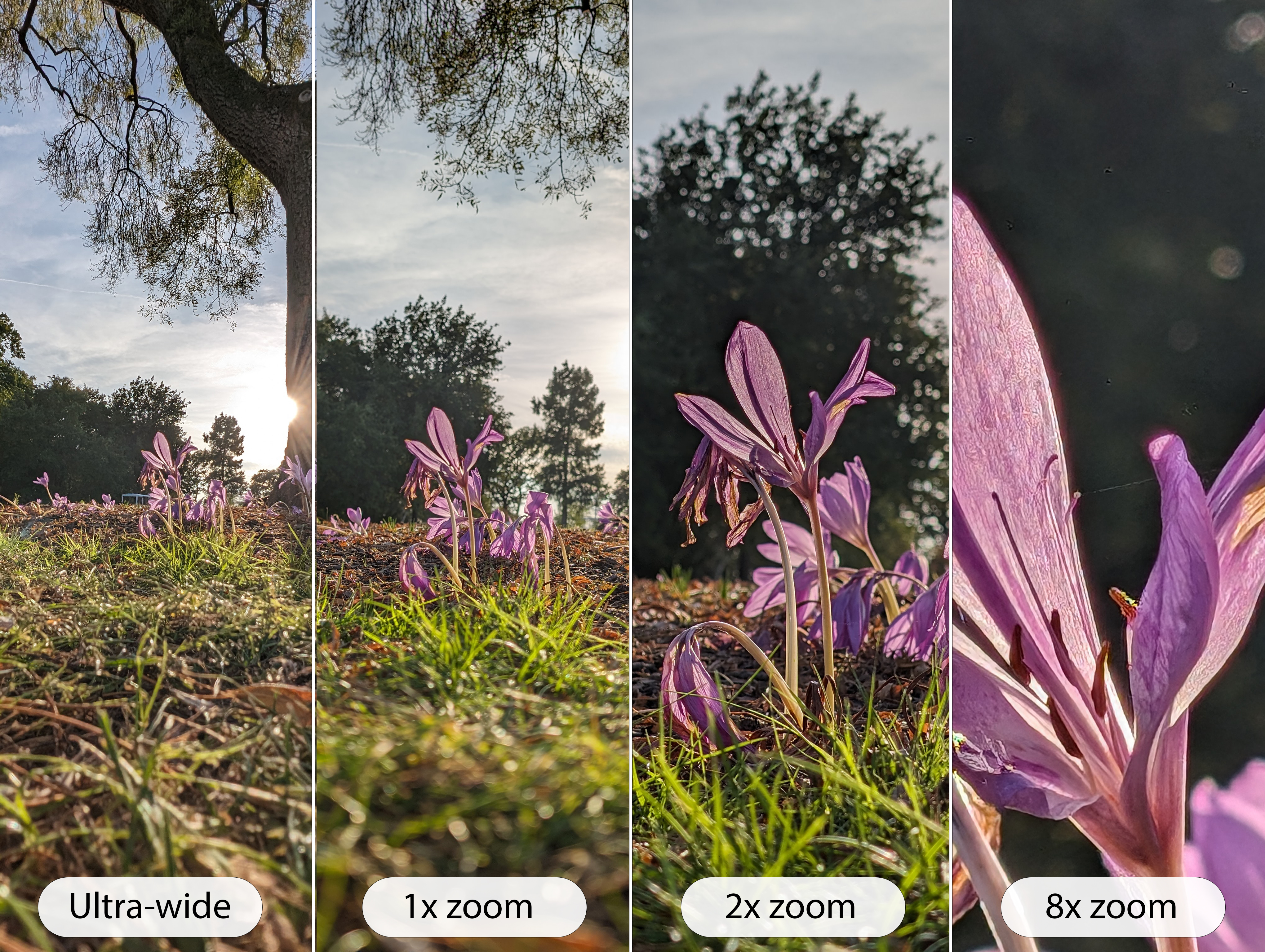 Google Pixel 8 camera sample flower range