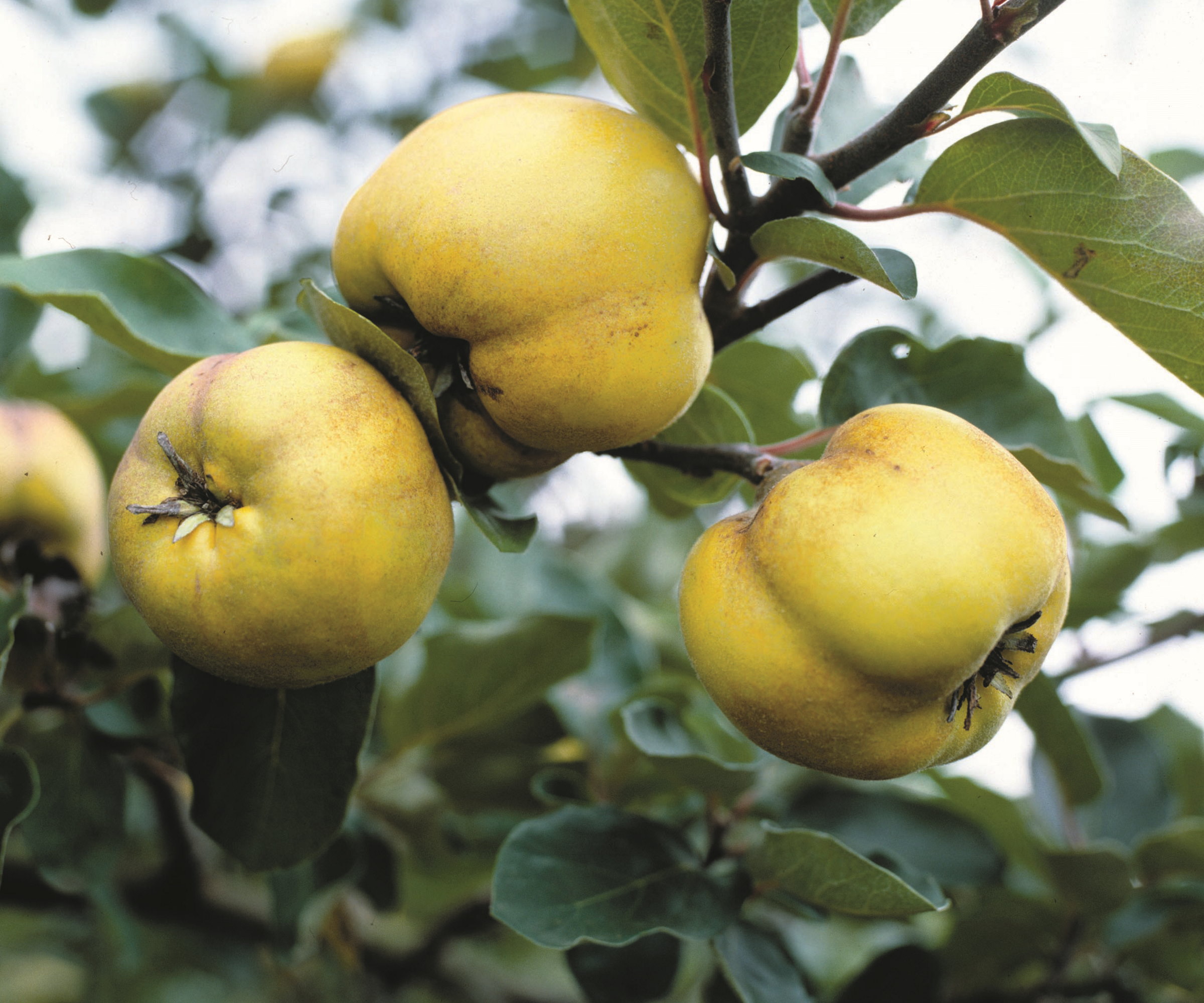 Three unripe quince on the branch of a quince tree