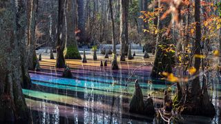 A cypress swamp in Virginia with rainbow light effects on the water.