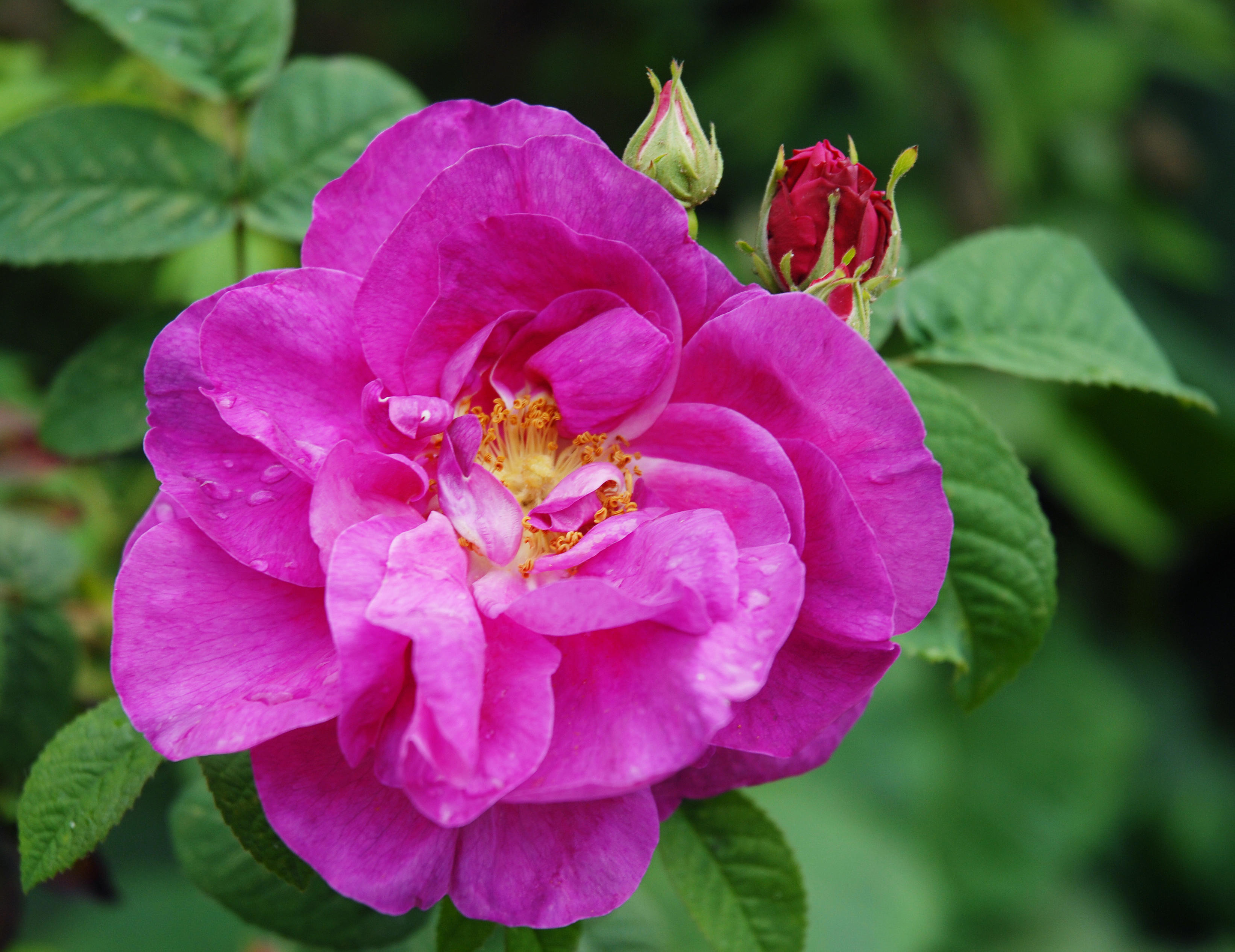 The Apothecary's Rose at Mottisfont
