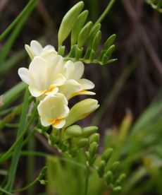 Freesias