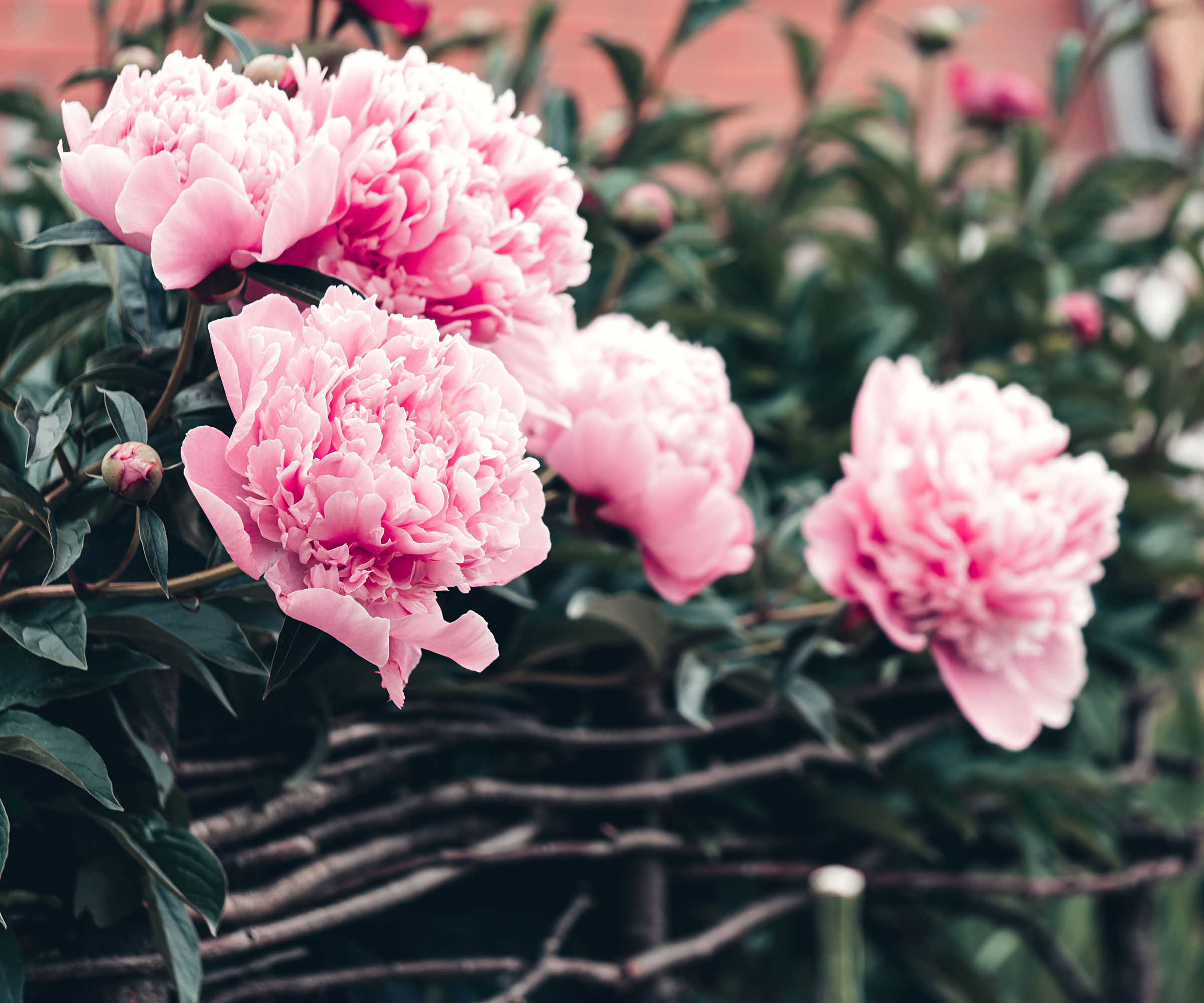 peony plants with pale pink flower heads leaning over side of willow cage support