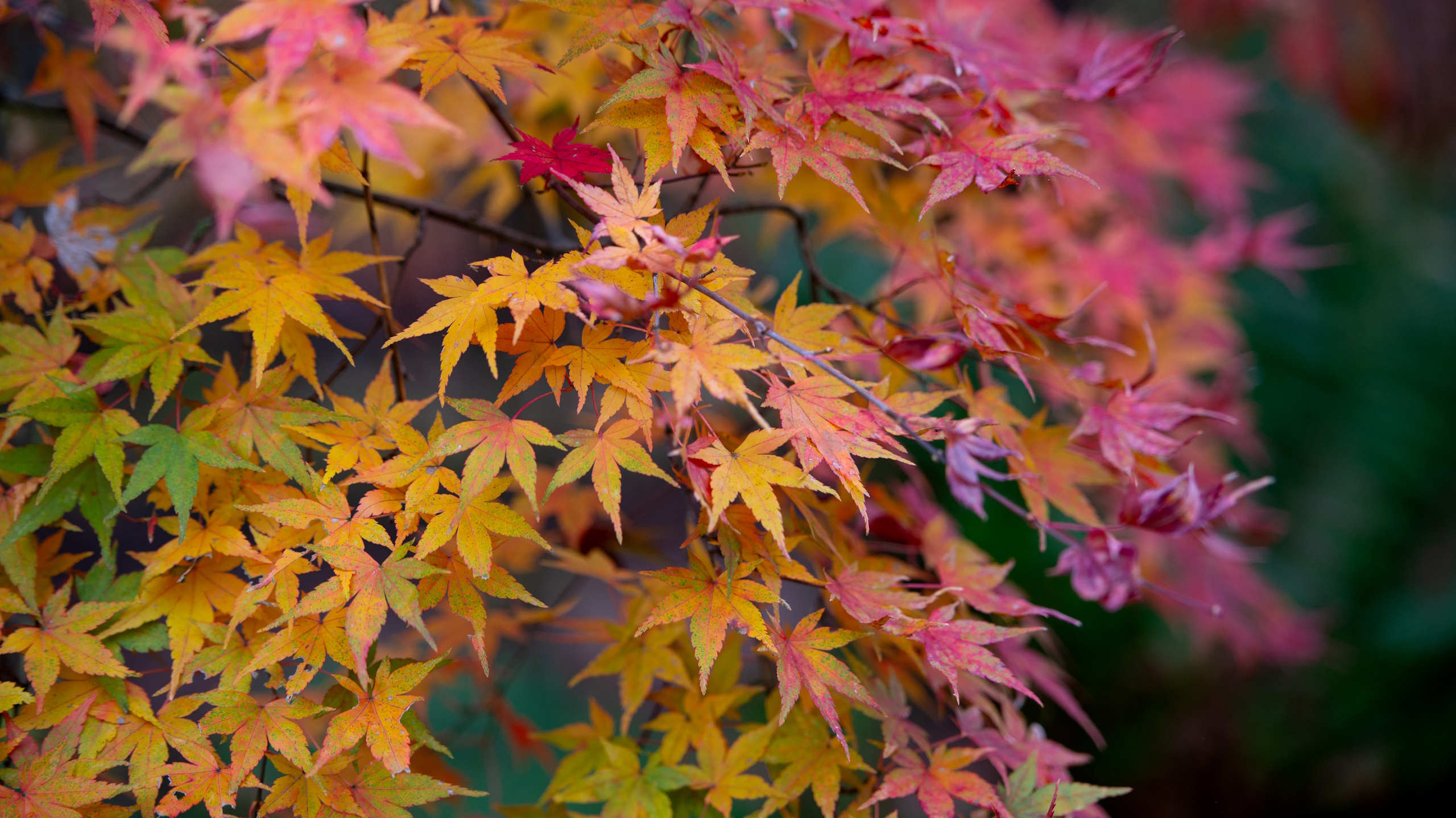 Japanese maples changing color