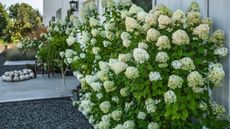 Compact Bobo hydrangeas growing outside a front door