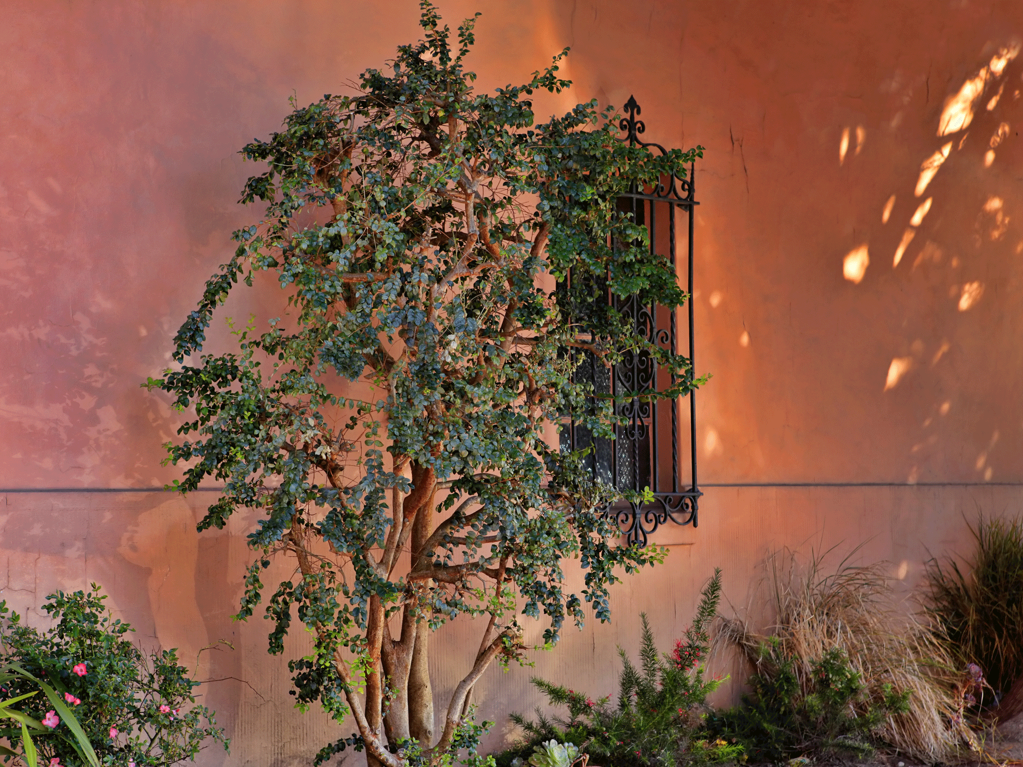 terracotta painted wall with plants and tree