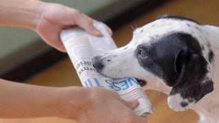 Dog Bringing Newspaper to Owner