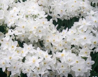 Close-up of paperwhite narcissus blooming at Christmas time for nursery display