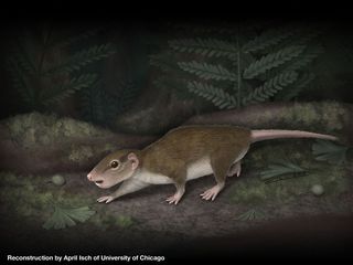 A reconstruction of the extinct rodentlike creature, now called Rugosodon eurasiaticus, which lived 160-million years ago on the lakeshores of what is now China.