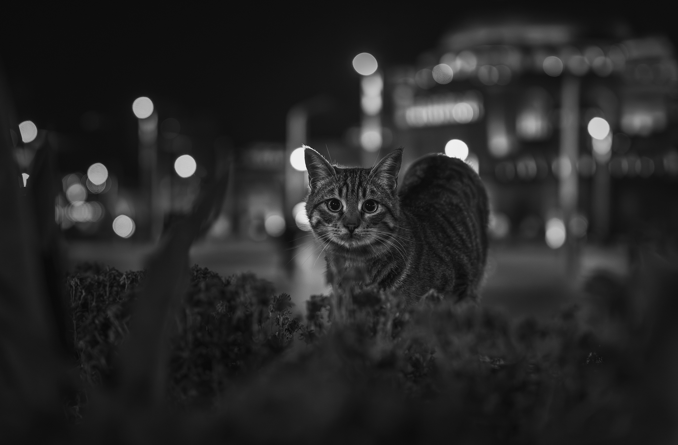 A close-up of a tabby cat at night, focused intently forward. Blurred city lights create a bokeh effect, adding a sense of mystery and calm