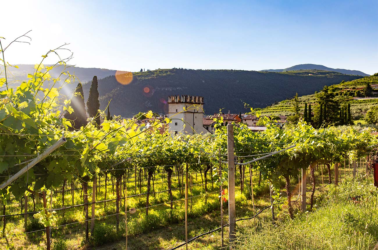 value Valpolicella Ripasso