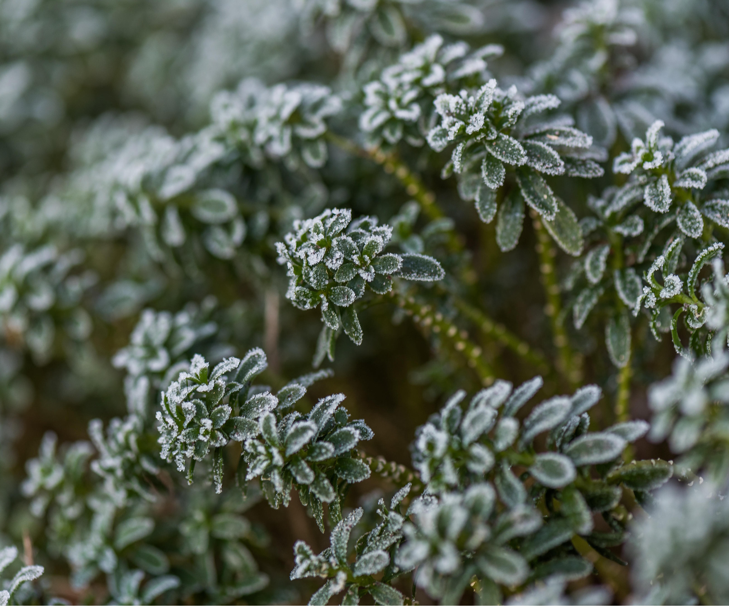 Frost on plant