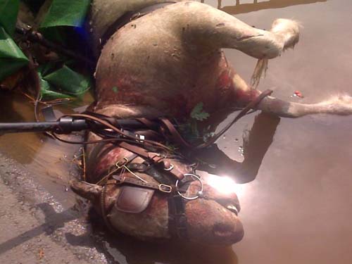 drowned-horse2.jpg